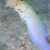 jawfish_yellowhead_dw_wc_v_0057_tci1882.jpg